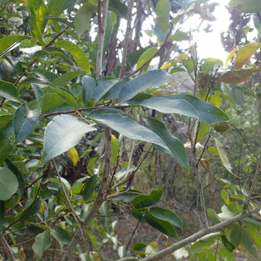 Sclerocroton integerrimus — houseplant care guide