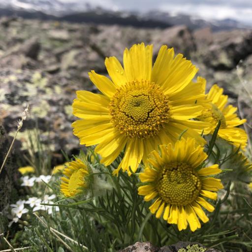 Hymenoxys grandiflora other