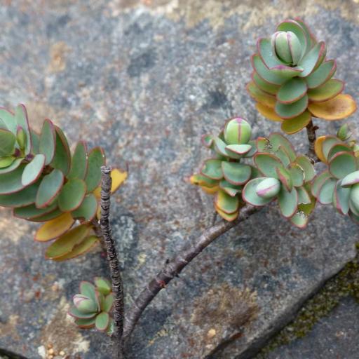 Veronica pinguifolia — search result for 'Hebe'