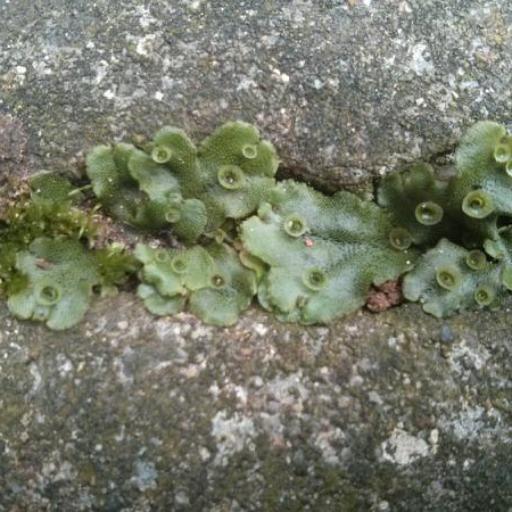 Marchantia polymorpha other