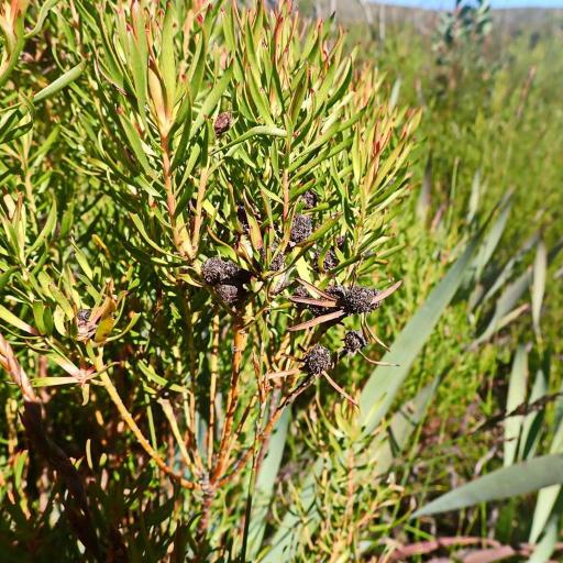 Leucadendron spissifolium other