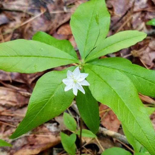 Lysimachia borealis — search result for 'Lysimachia'