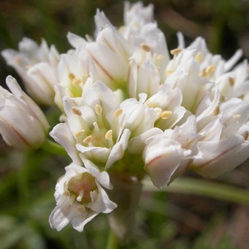 Allium textile — houseplant care guide