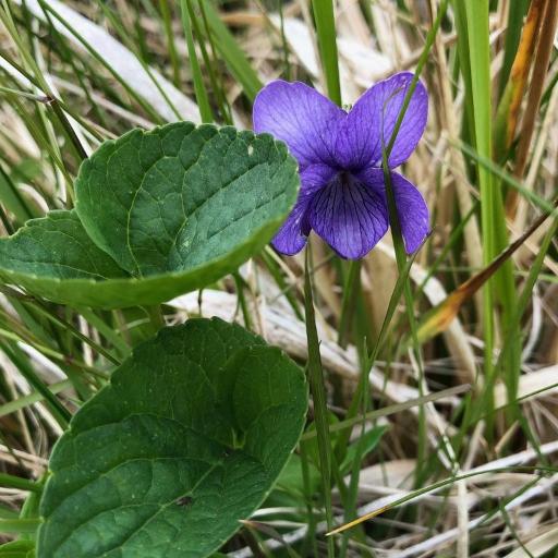 Viola langsdorffii — houseplant care guide
