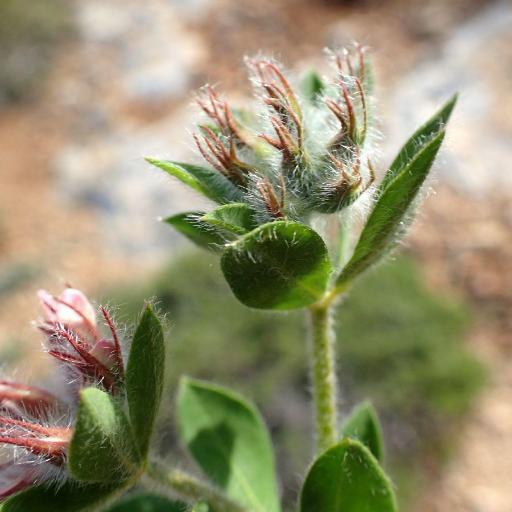 Lotus hirsutus — search result for 'Lotus'