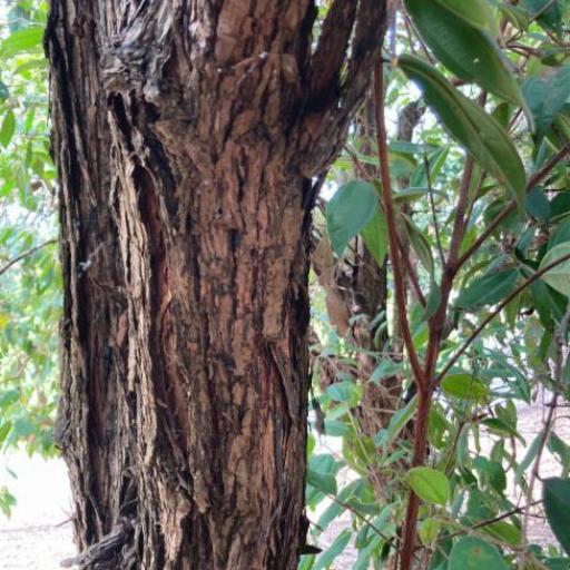 Rhodamnia rubescens other