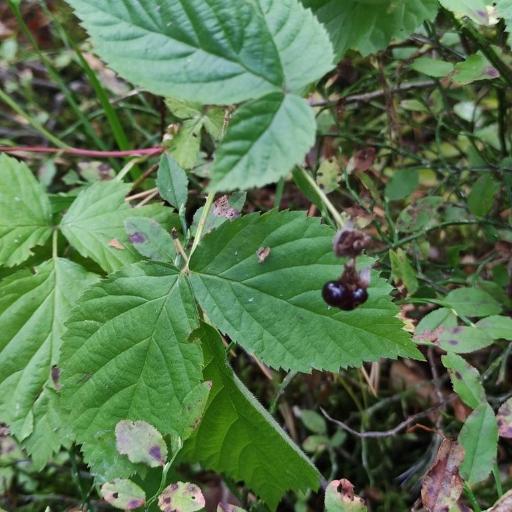 Rubus polonicus — search result for 'Ireland'