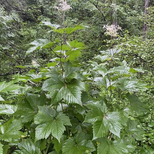 Filipendula camtschatica other