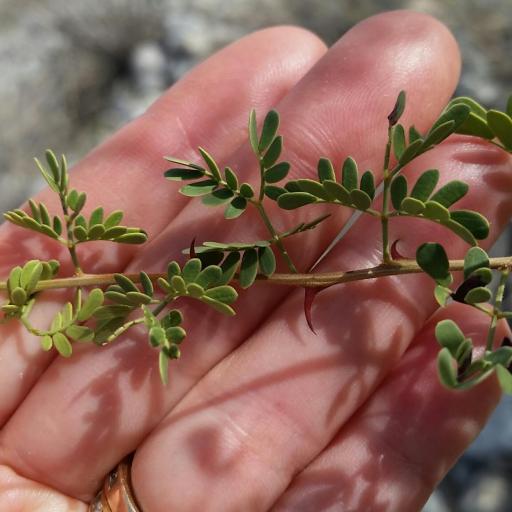 Senegalia greggii other