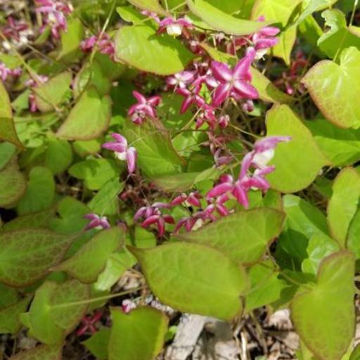 Epimedium × rubrum other
