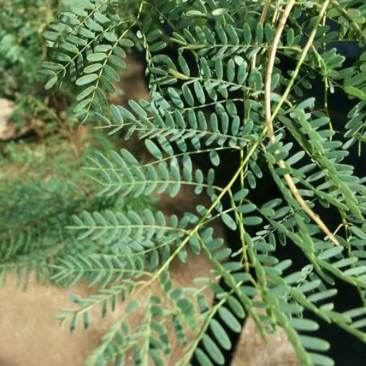Erythrostemon gilliesii — search result for 'Acacia'