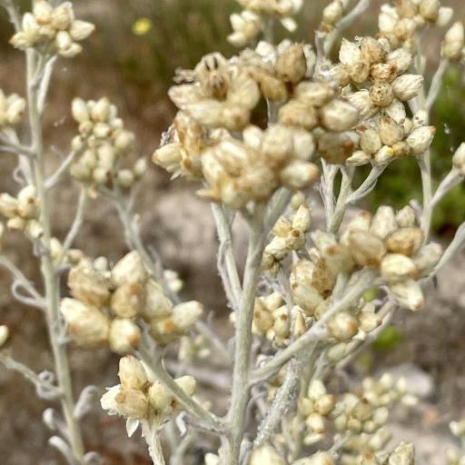 Pseudognaphalium beneolens — related species from the same genus