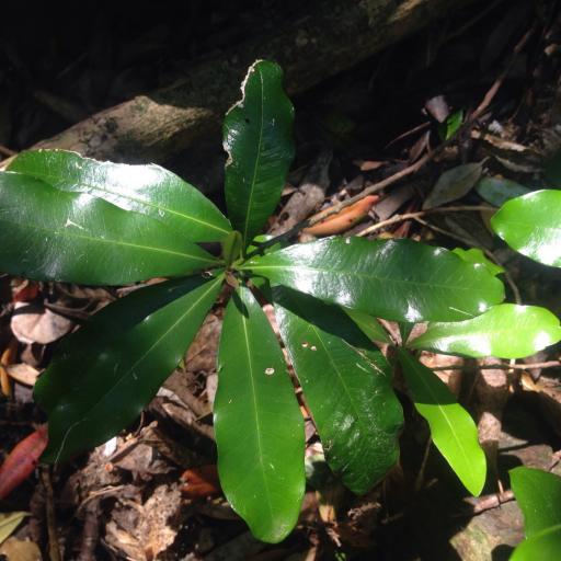 Planchonella costata — houseplant care guide