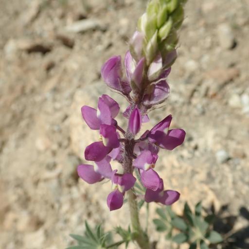 Lupinus arizonicus — search result for 'Lupinus'