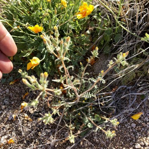 Mentzelia albicaulis other