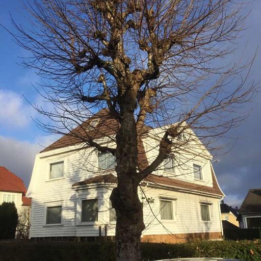 Syntrichia latifolia — related species from the same genus