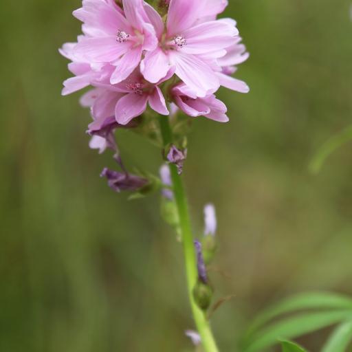 Sidalcea oregana other