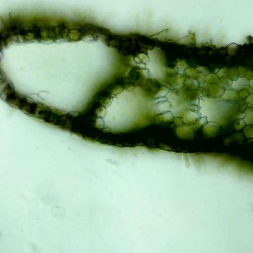 Riccia fluitans other