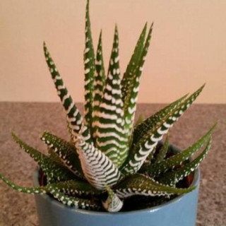 Haworthiopsis attenuata