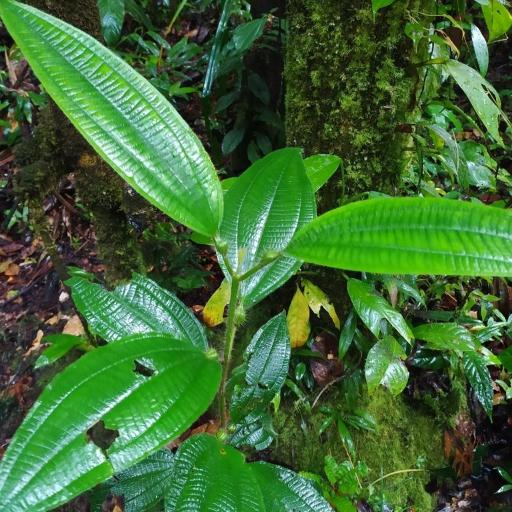 Miconia tococa — houseplant care guide