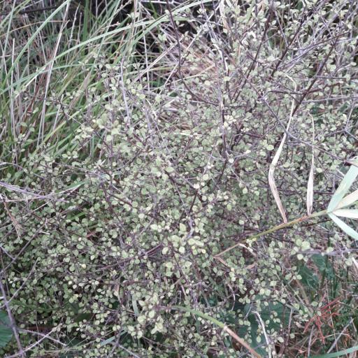 Coprosma tenuicaulis other