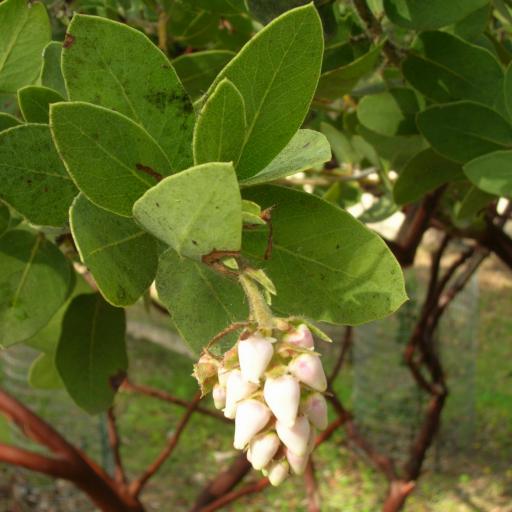 Arctostaphylos catalinae other