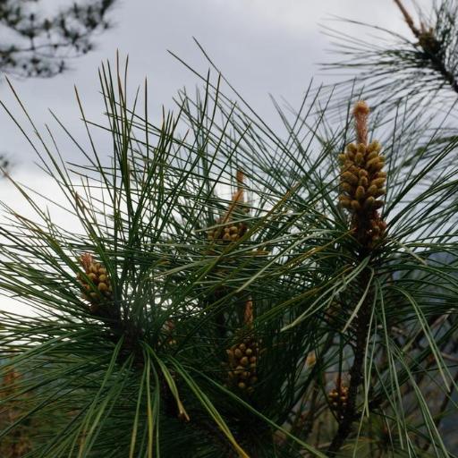 Pinus taiwanensis other