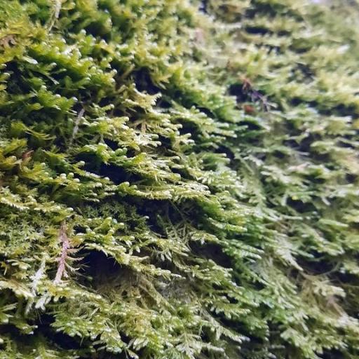 Alleniella complanata — houseplant care guide