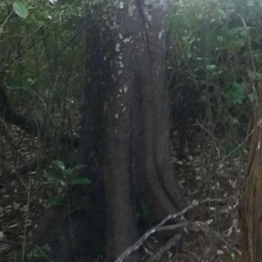 Laurelia novae-zelandiae other