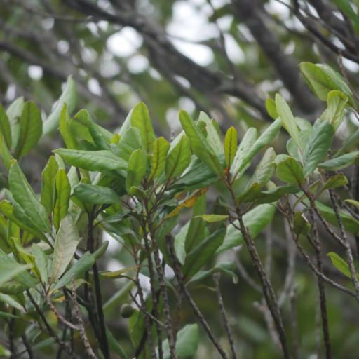 Elaeocarpus dentatus — search result for 'Elaeocarpaceae'