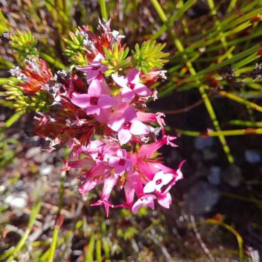 Erica fastigiata other