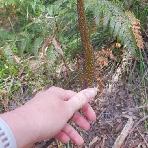 Xanthorrhoea minor — houseplant care guide
