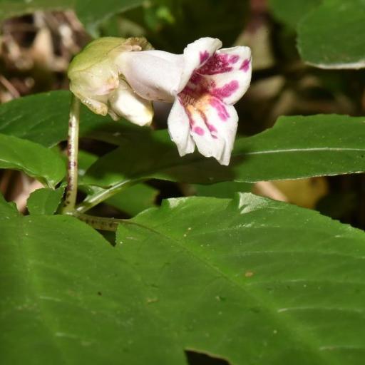 Hemiboea bicornuta other