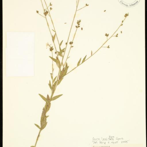 Oenothera filiformis other