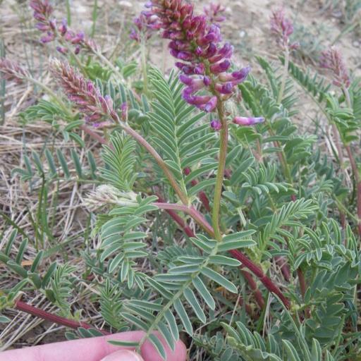 Astragalus bisulcatus — houseplant care guide