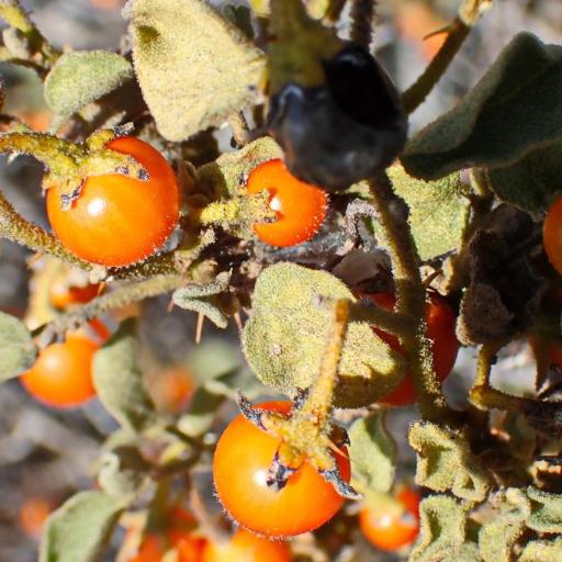 Solanum tomentosum other