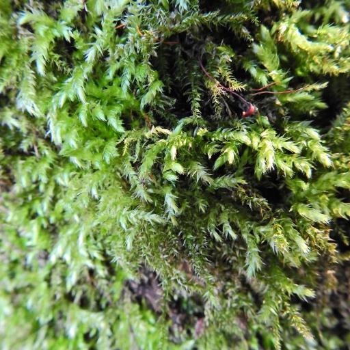 Brachythecium rutabulum — houseplant care guide