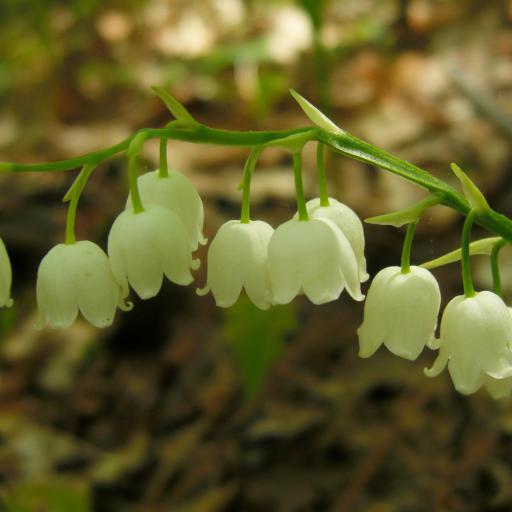 Convallaria pseudomajalis
