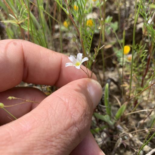 Sabulina douglasii other