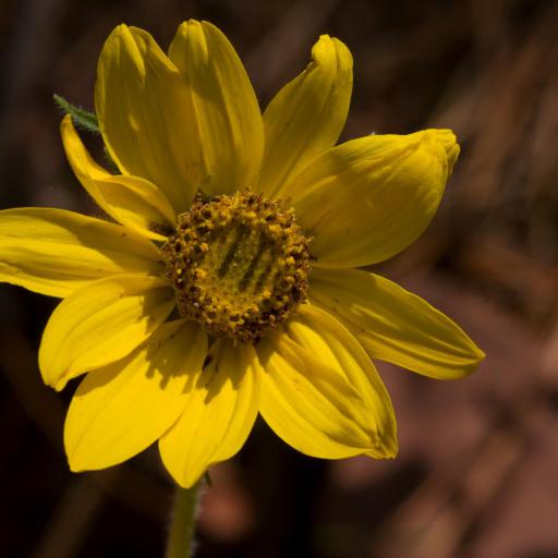 Helianthella quinquenervis other