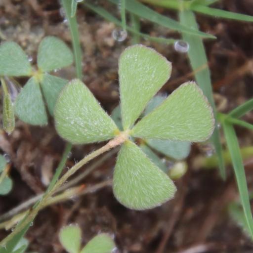 Marsilea vestita other