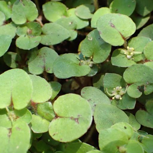 Nertera villosa other