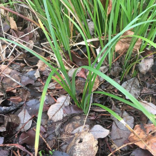 Carex obnupta — houseplant care guide