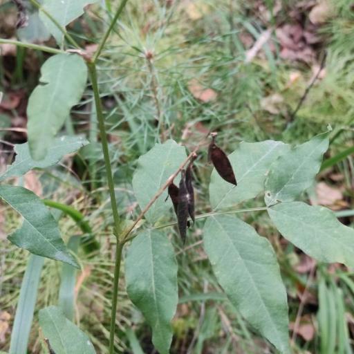 Vicia ramuliflora — houseplant care guide