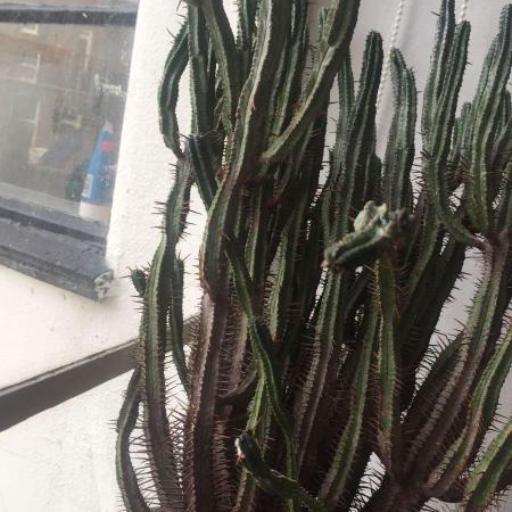 Euphorbia heptagona — search result for 'Euphorbia'