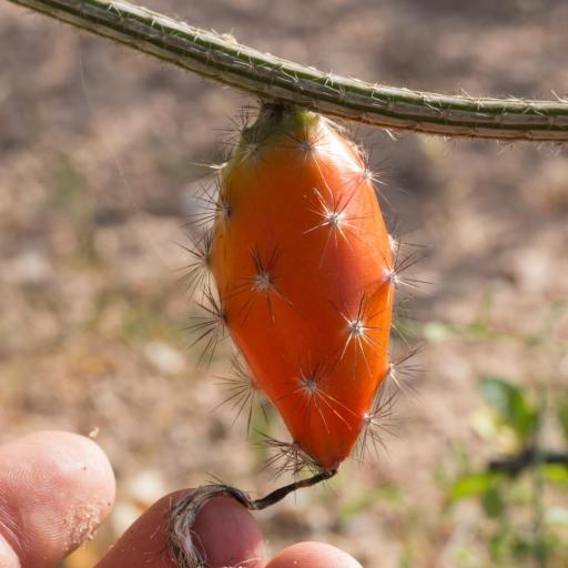 Peniocereus striatus other