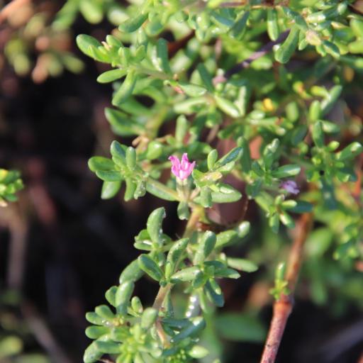 Frankenia salina other