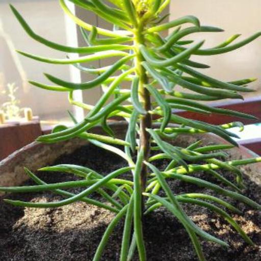 Kleinia barbertonica other