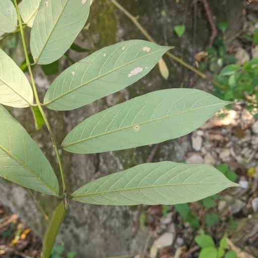 Millettia pachycarpa other