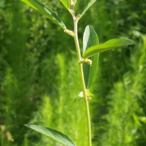 Acalypha gracilens — houseplant care guide